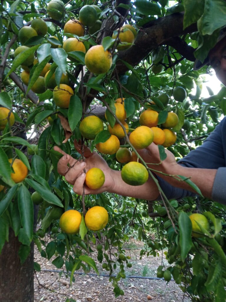 Premières mandarines de l'année par Antonio Garcia Fils, producteur pour La Belle Orange. A retrouver au marché de la Vieille Ferme à Feigères.