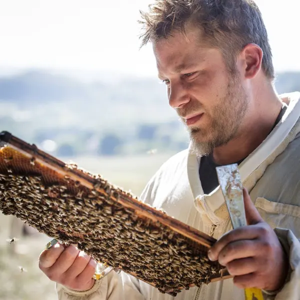 Thibaut récolte le miel en tenant une ruche, apiculteur de Haute-Savoie